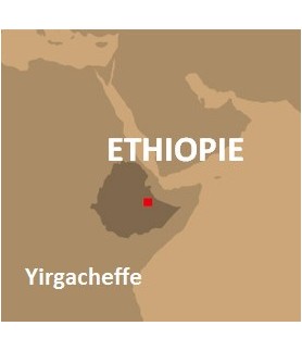 Monoarabica Ethiopie x108 -...